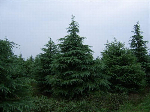 k8凯发(中国)天生赢家·一触即发