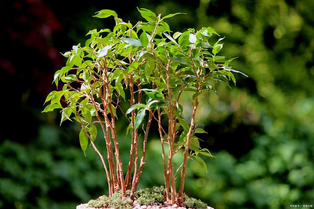 上半年景观绿化工程养护管理要点